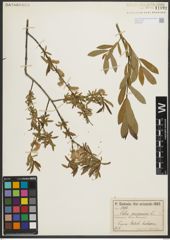 Foto von Salix purpurea L.
